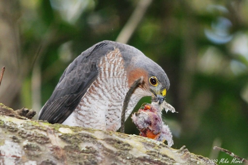 Sharp-shinned Hawk eating prey by Mike Morel/USFWS/Southeast is licensed under CC BY 2.0.